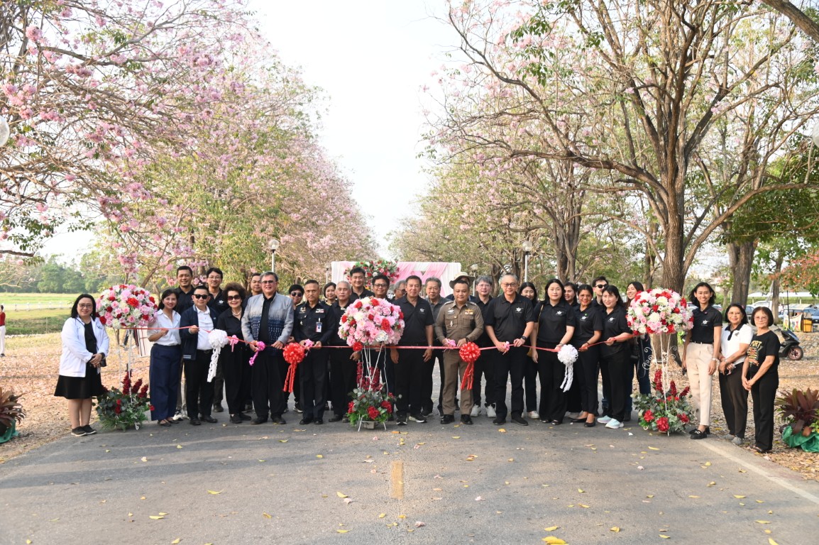 ชมพูพันธุ์ทิพย์บานสะพรั่ง! มก.กำแพงแสน เปิดเทศกาลแห่งความงาม ต้อนรับนักท่องเที่ยวทั่วประเทศ