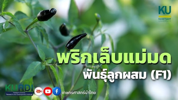 “พริกเล็บแม่มด” สีม่วงสะกดสายตา นวัตกรรมพันธุ์พริกจากกำแพงแสนที่ตอบโจทย์ทั้งเกษตรกรและผู้บริโภค