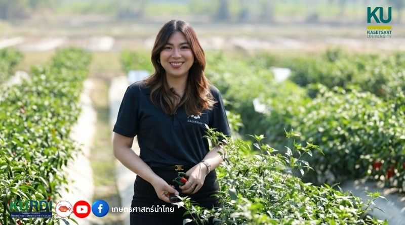 ok พริกมันม่วง