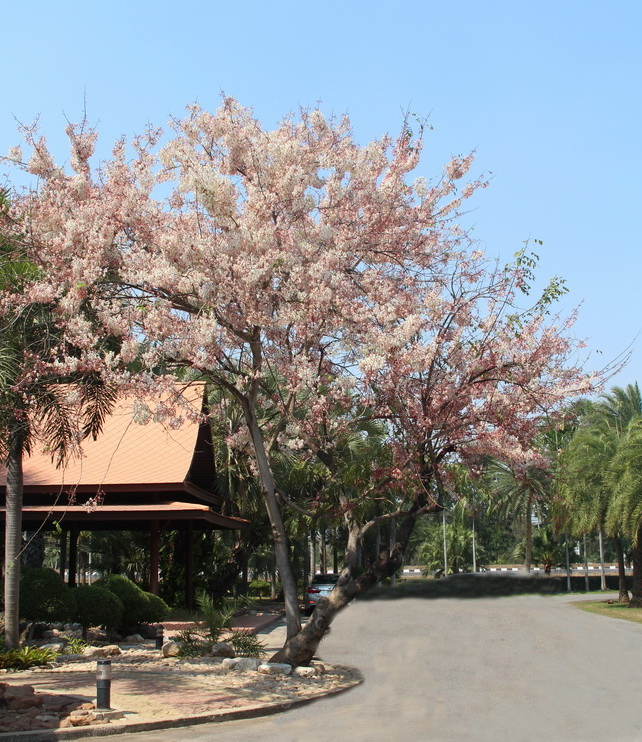 กัลปพฤกษ์ 2