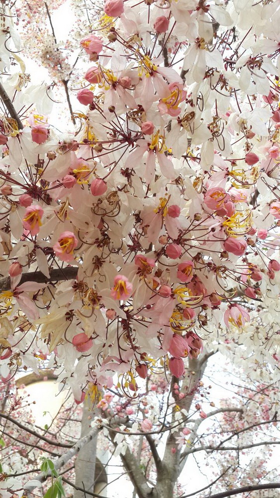 กัลปพฤกษ์ 1